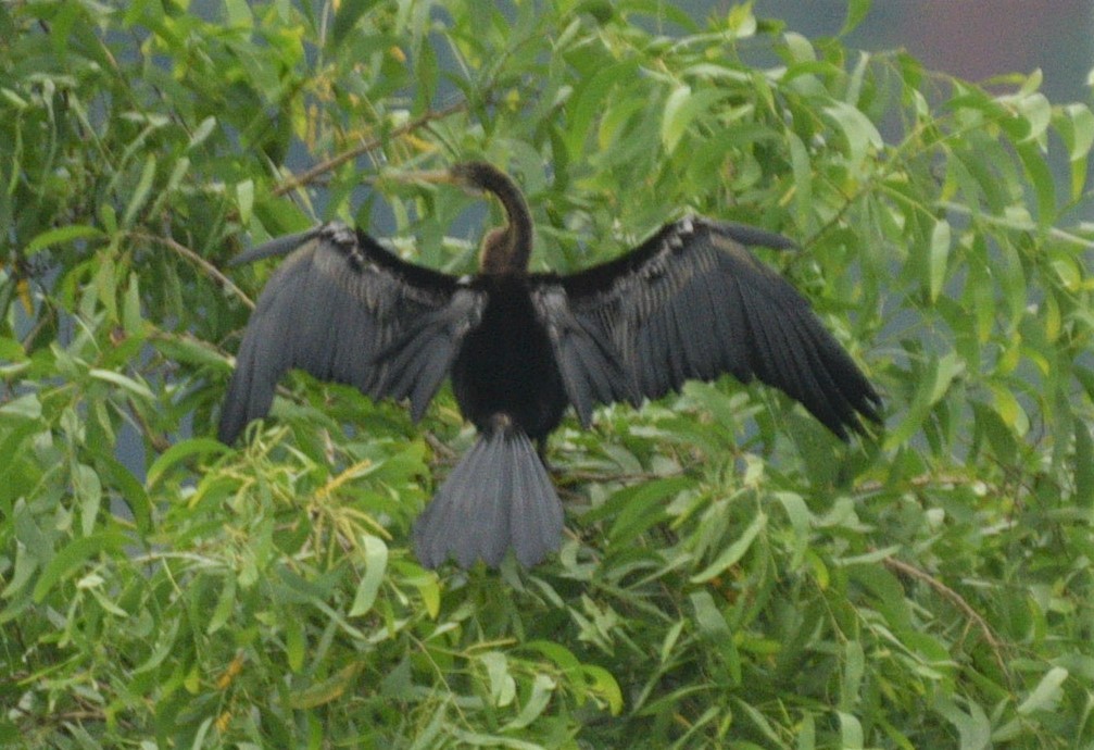 anhinga indomalajská - ML196240711