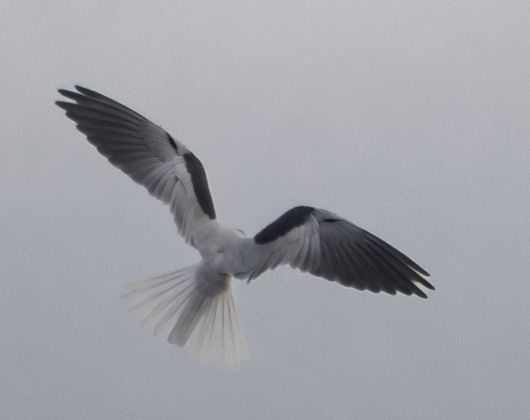 White-tailed Kite - ML196240741