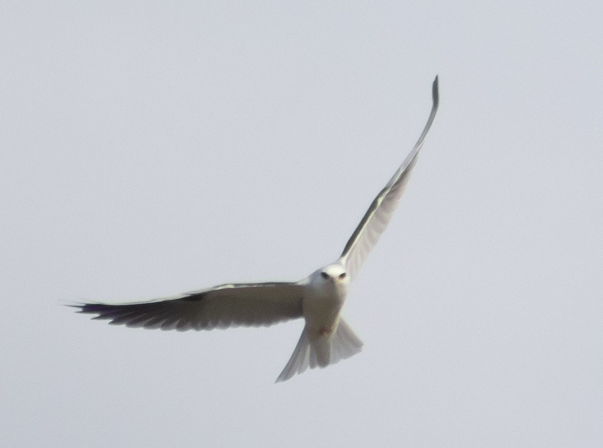 White-tailed Kite - ML196240751