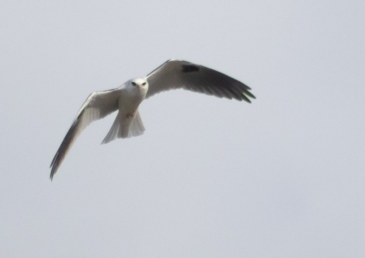 White-tailed Kite - ML196240761