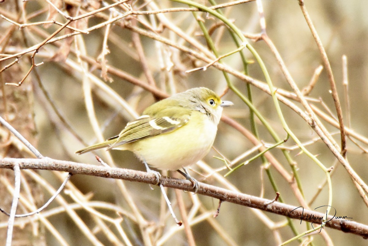 White-eyed Vireo - ML196240801