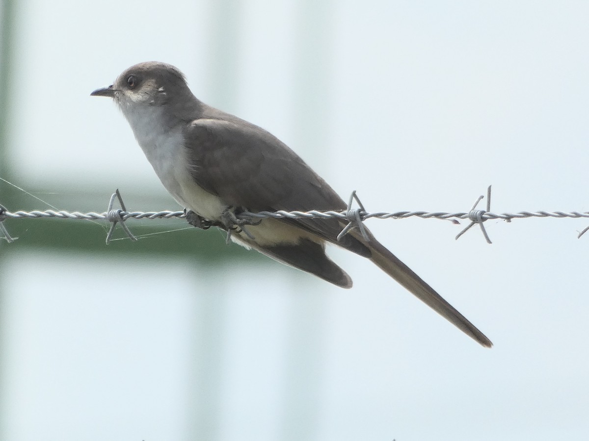 Ash-colored Cuckoo - ML196244031