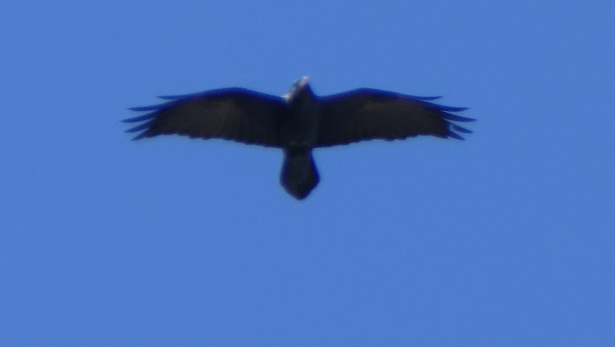 Common Raven - ML196244601
