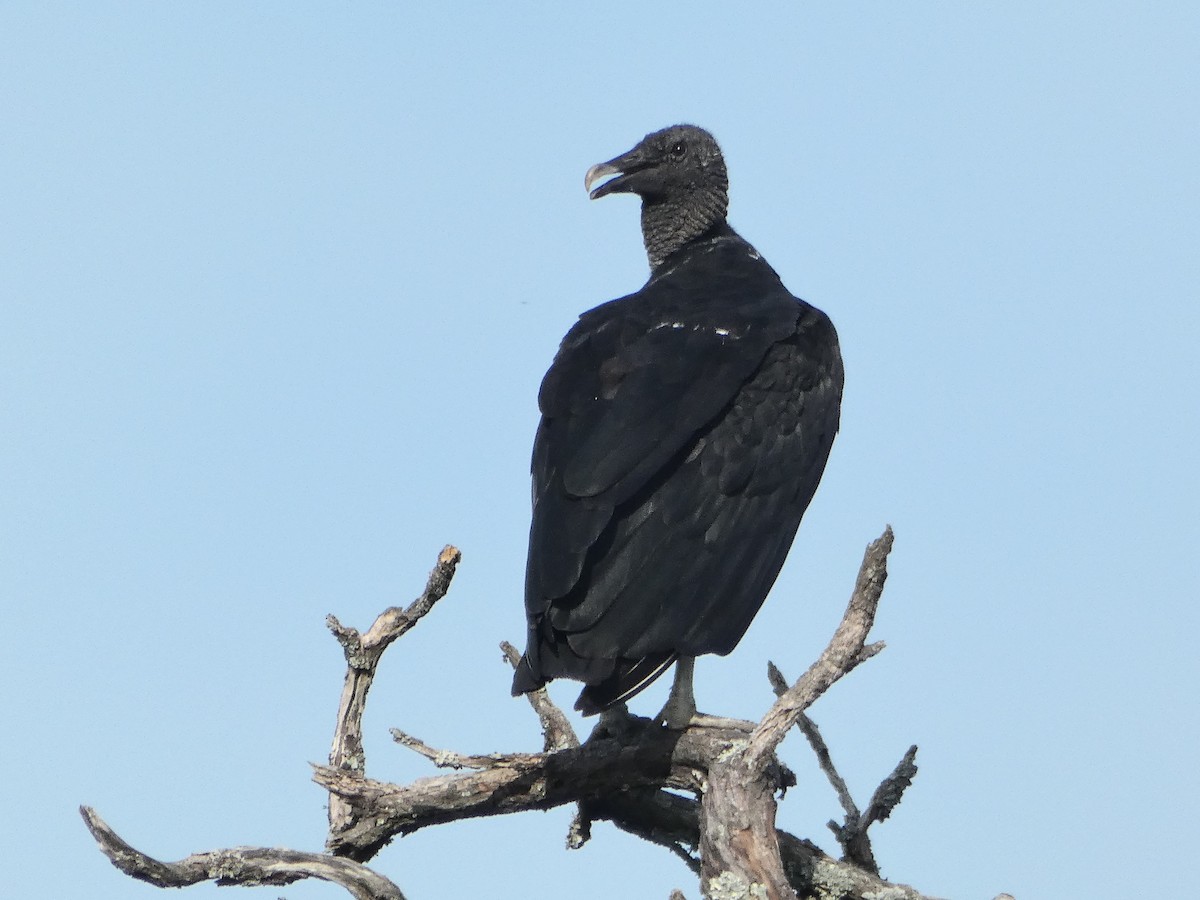Black Vulture - ML196248871