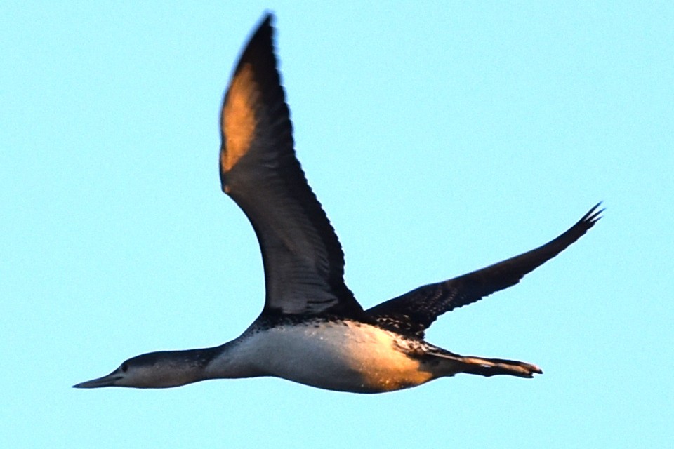 Red-throated Loon - Blair Whyte