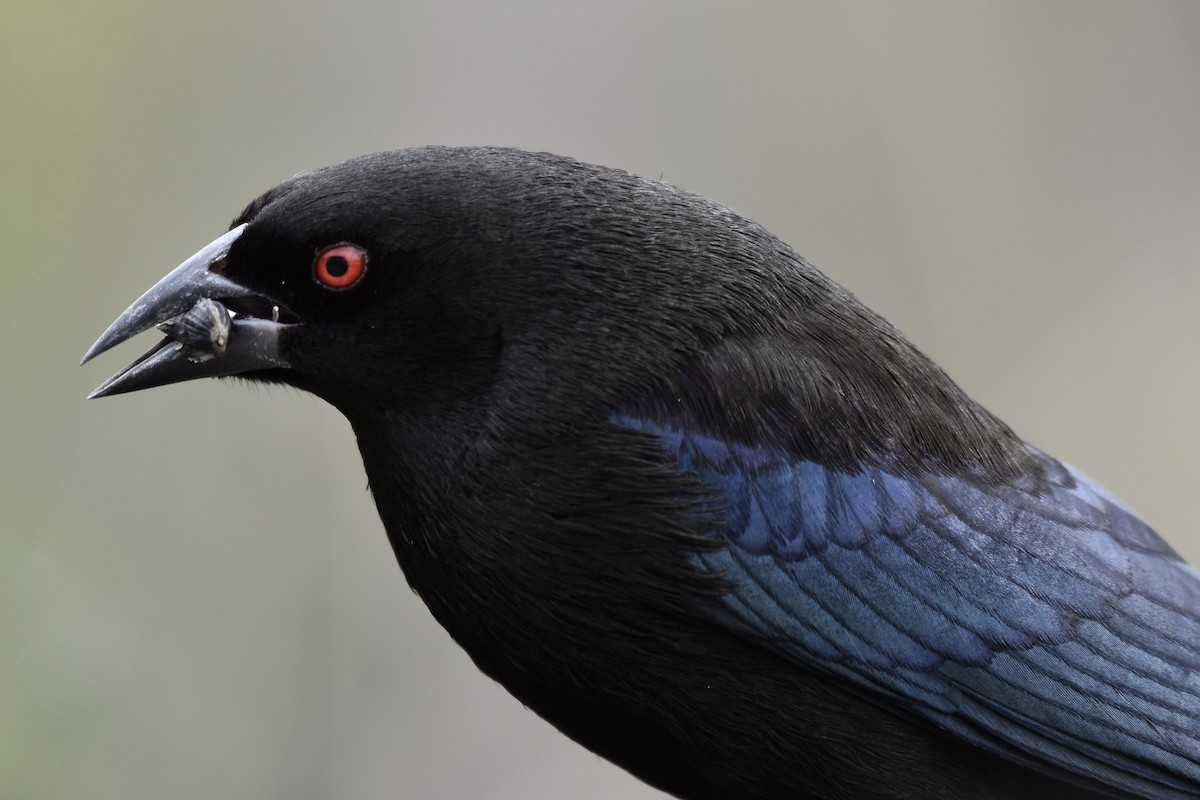 Bronzed Cowbird - ML196251161