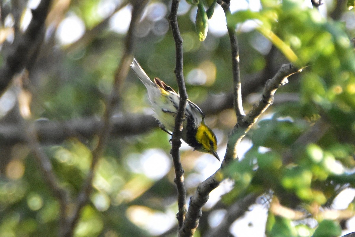 Black-throated Green Warbler - Connor Cochrane