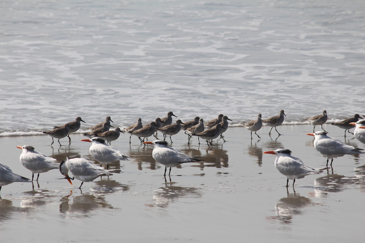 Red Knot - ML196253251