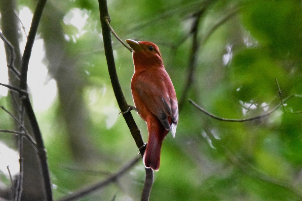 Summer Tanager - ML196253411