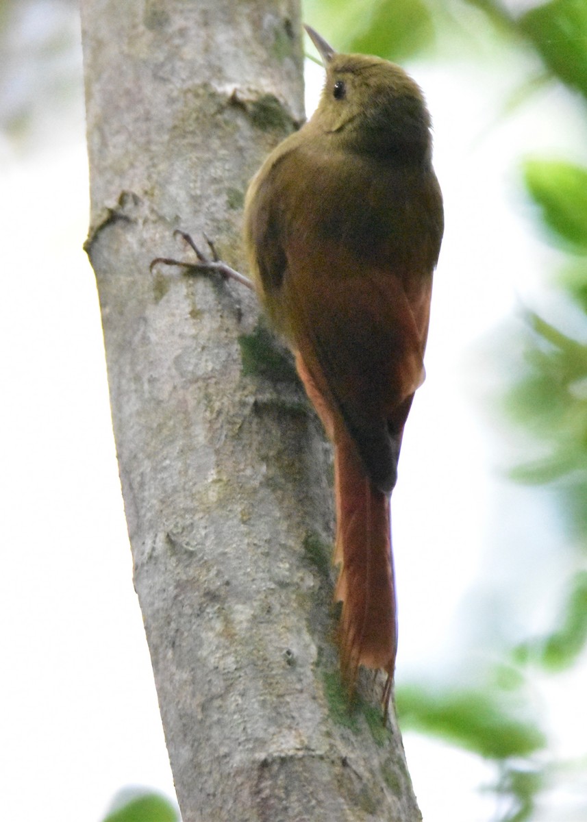 Olivaceous Woodcreeper - ML196253421