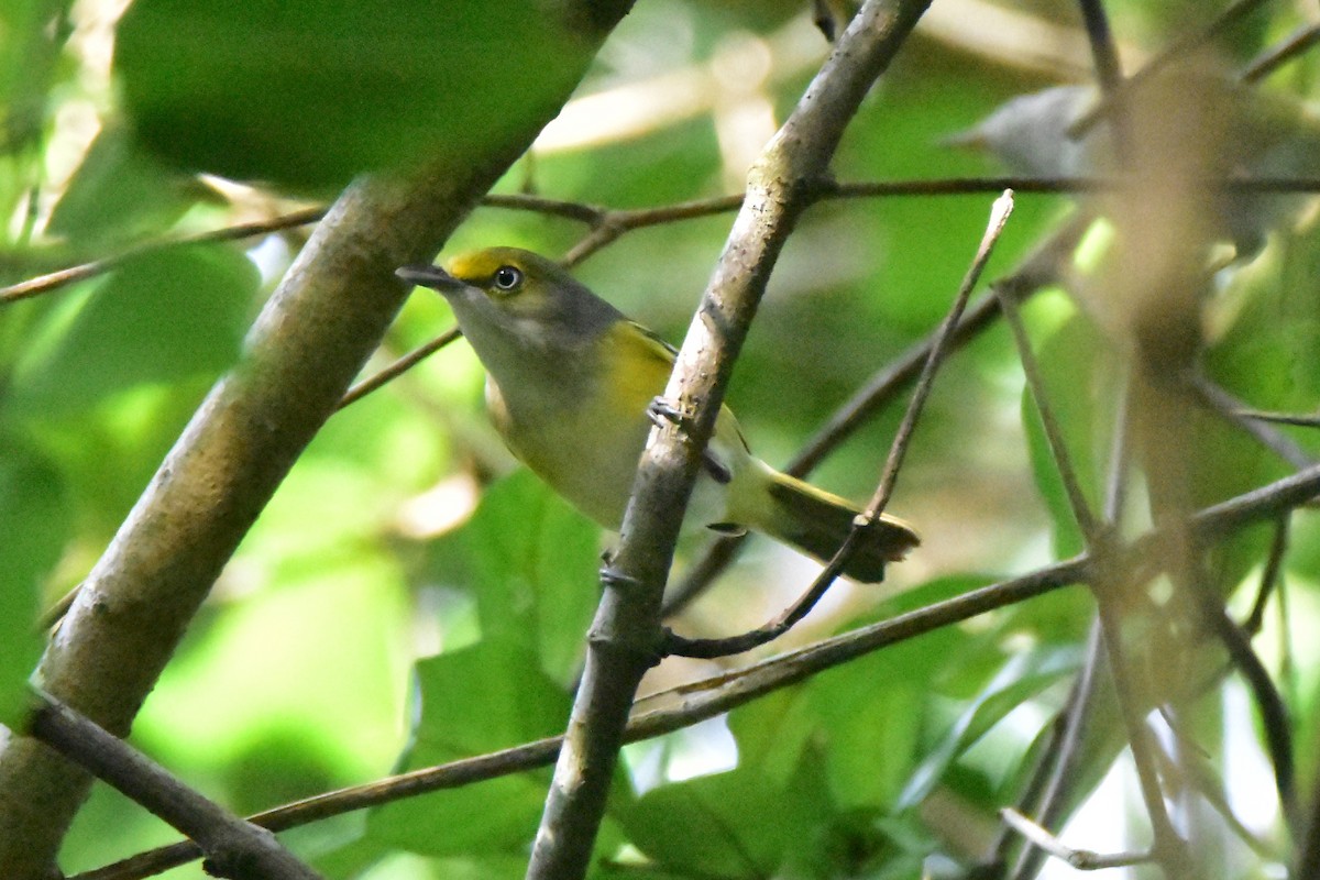 Ak Gözlü Vireo [griseus grubu] - ML196253641