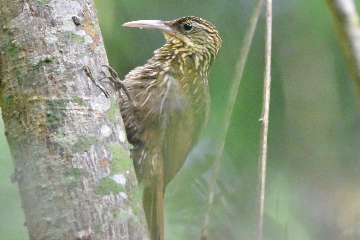 Ivory-billed Woodcreeper - ML196254111