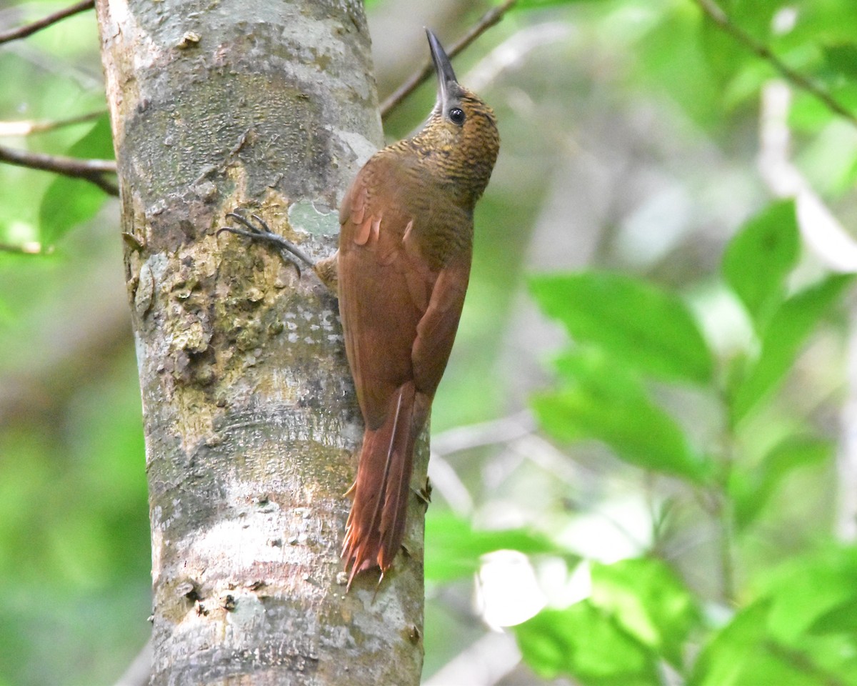 Northern Barred-Woodcreeper - ML196254311