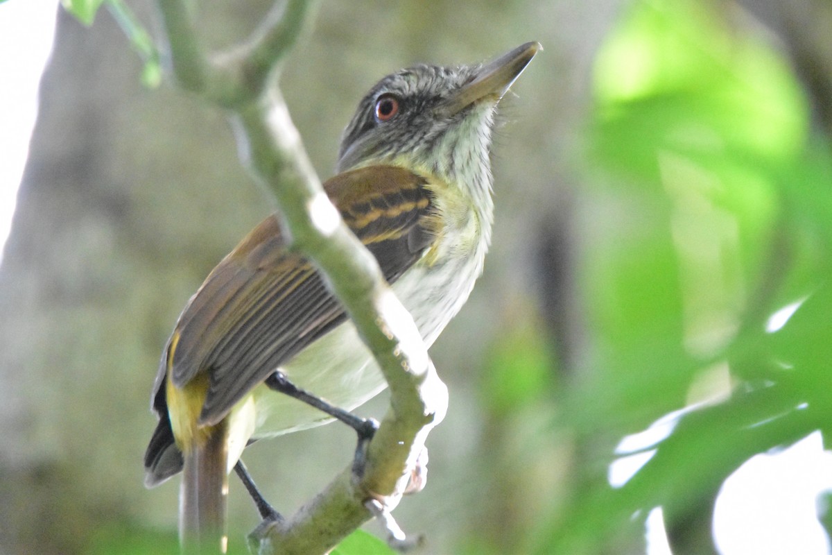 gulgumpattila (flammulatus gr.) - ML196254491