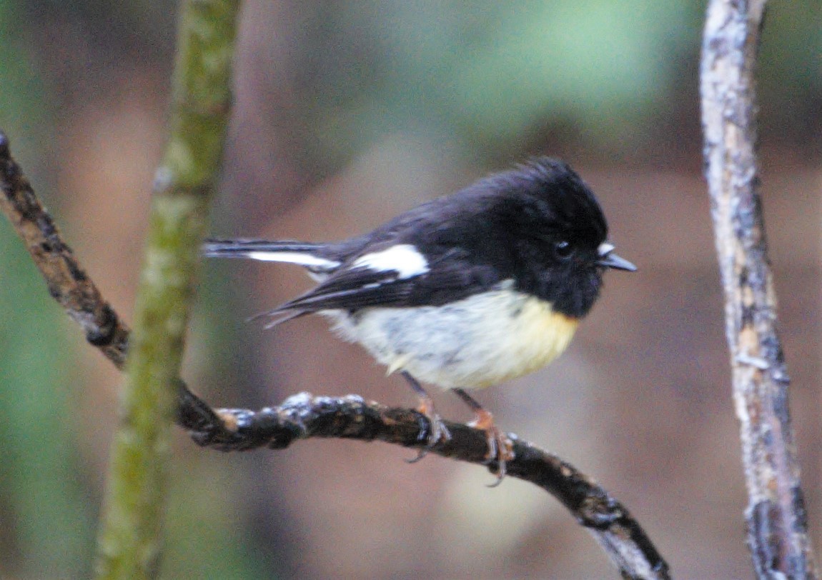 Tomtit - ML196259121