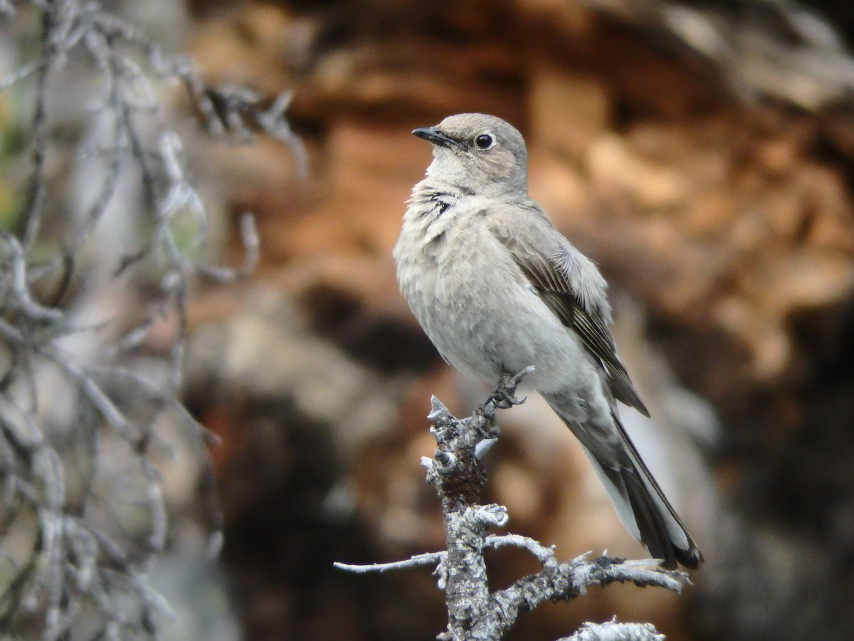 Townsend's Solitaire - ML196259321