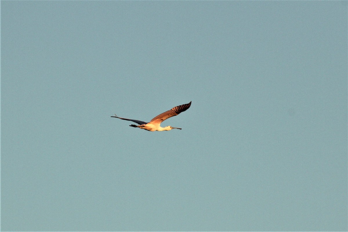 Roseate Spoonbill - ML196261241