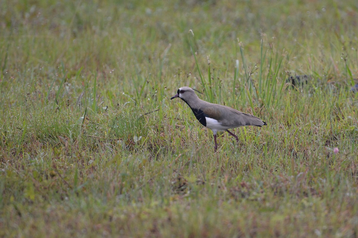Southern Lapwing - Kandace Glanville