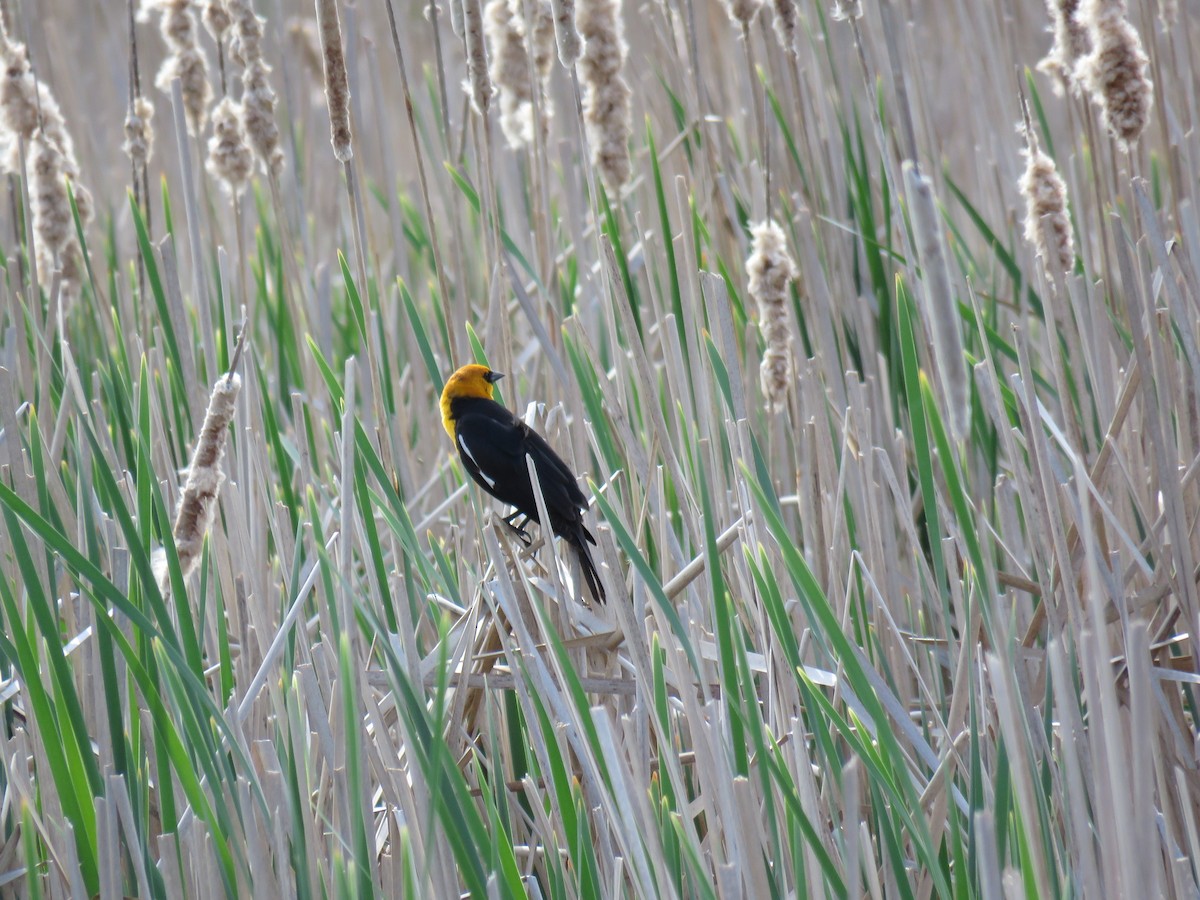 Brillenstärling - ML196263601