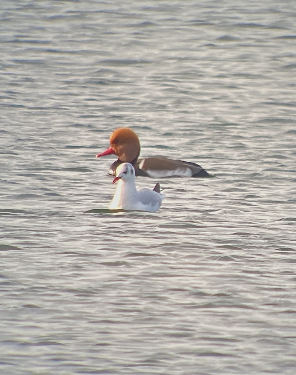 Red-crested Pochard - ML196263711