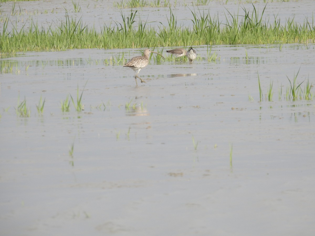 Eurasian Curlew - ML196264851