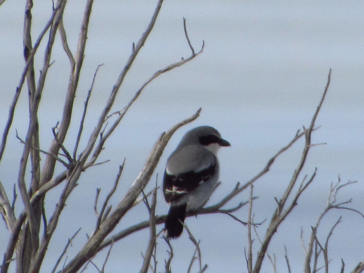 Loggerhead Shrike - ML196265171