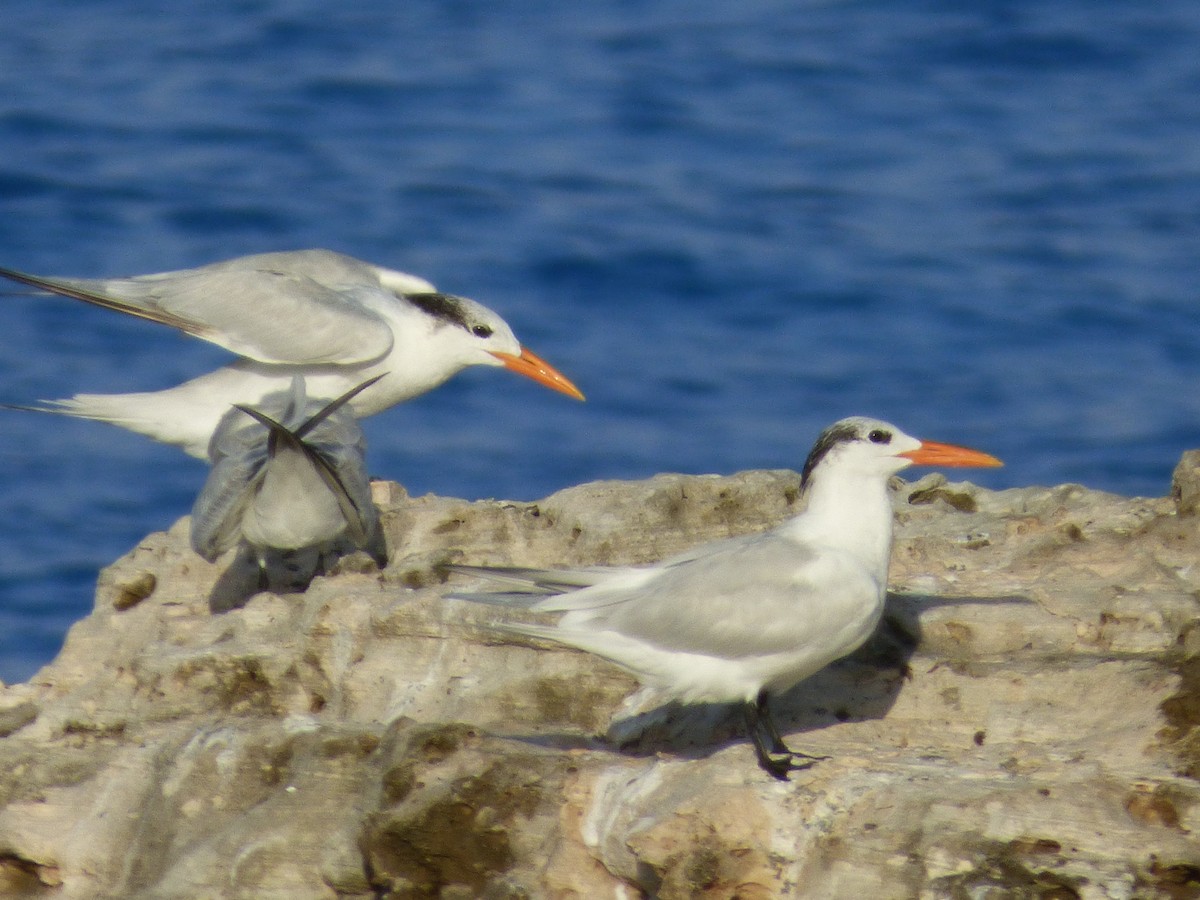 Royal Tern - ML196266381