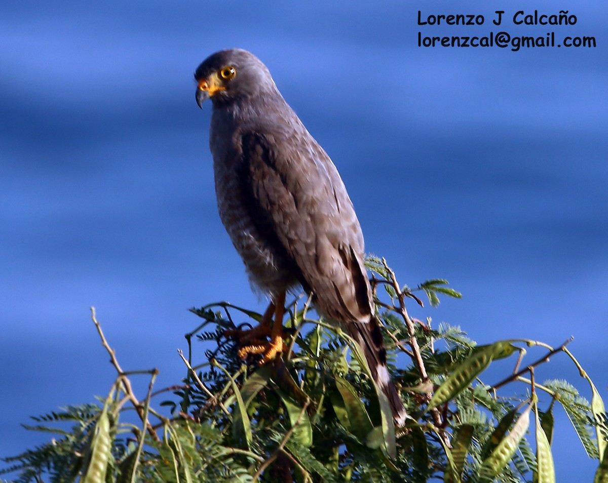 Roadside Hawk - ML196268751