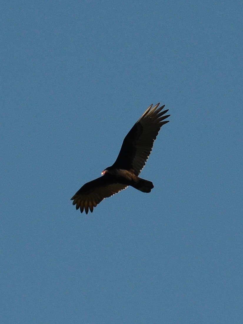 Turkey Vulture - ML196269331