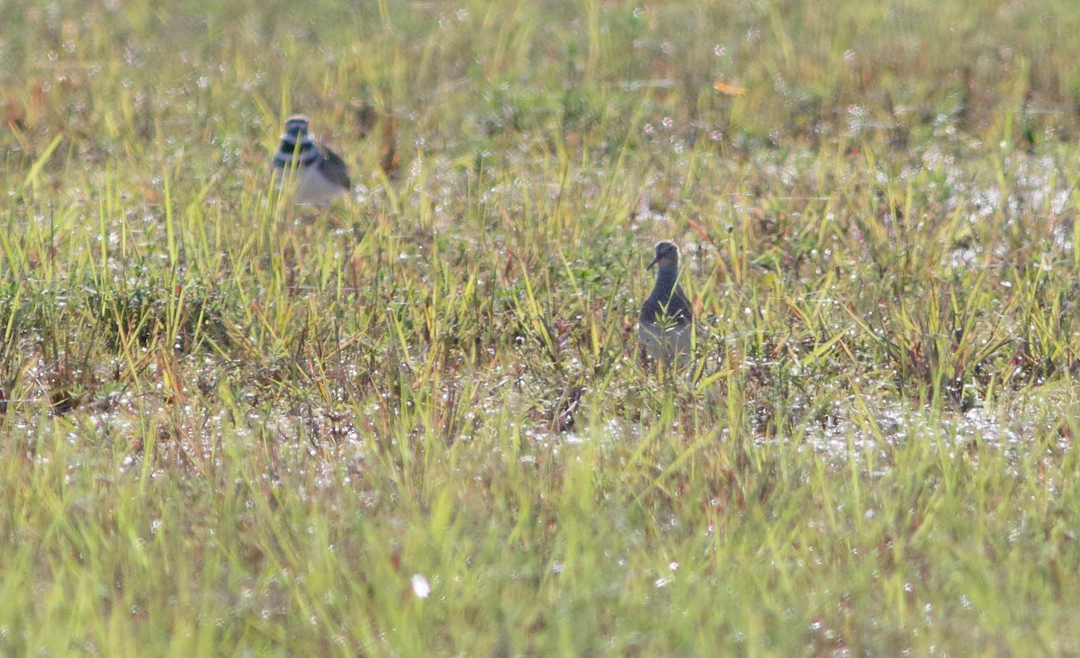 Pectoral Sandpiper - ML196269351