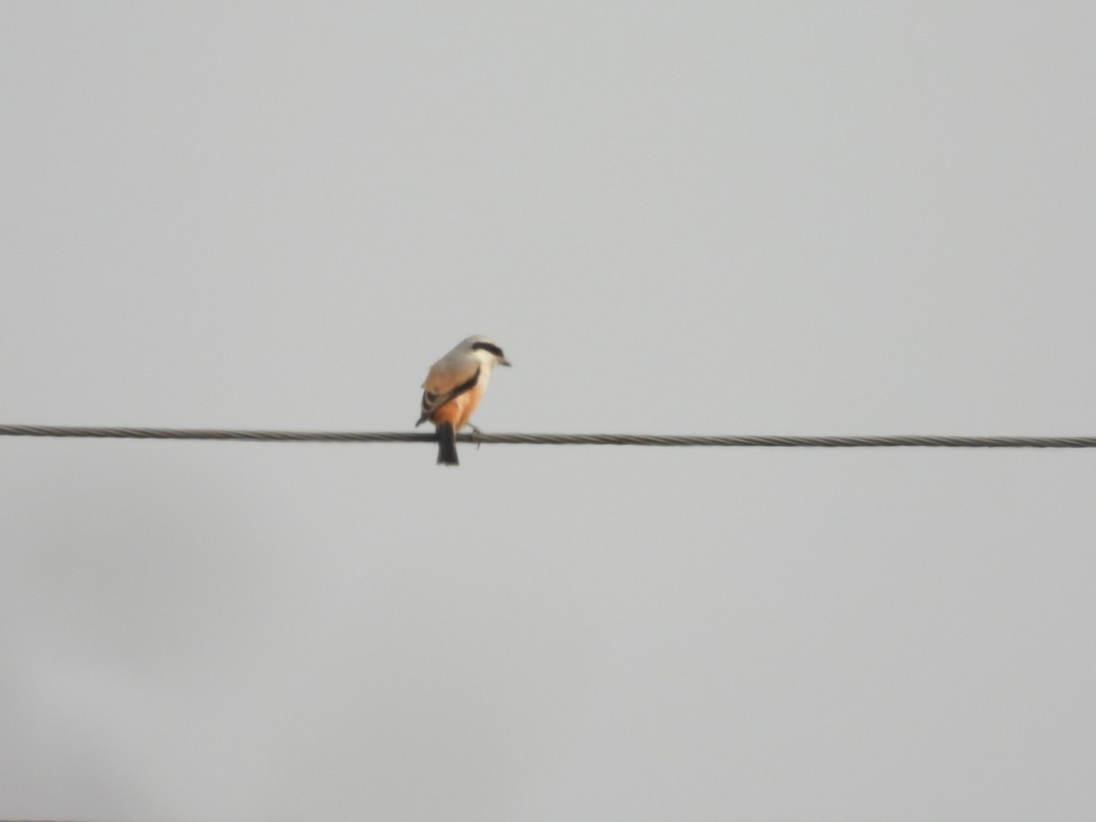 Алаг дунхай - ML196270211