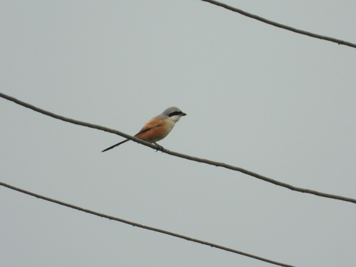 Алаг дунхай - ML196270241