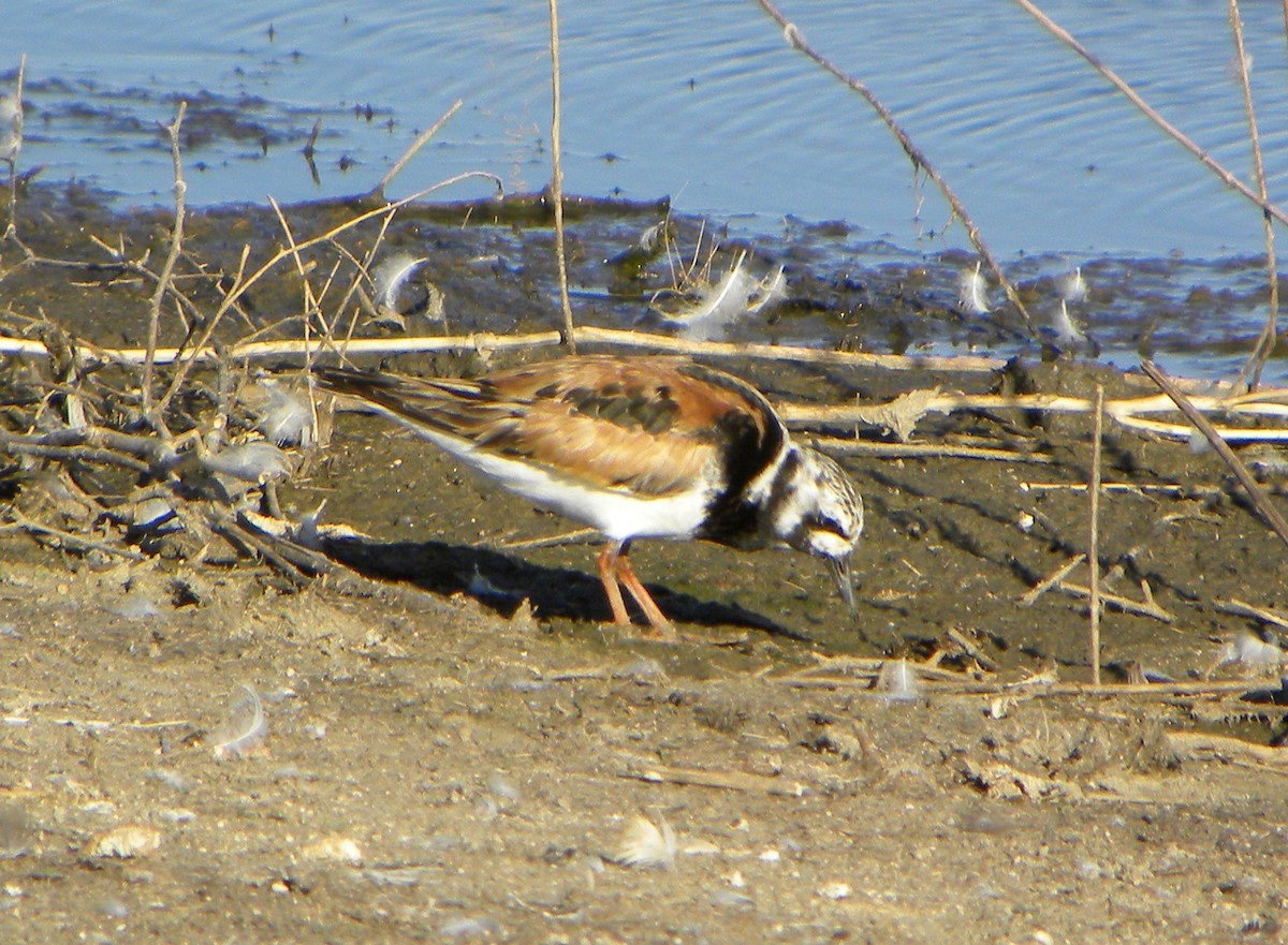 Ruddy Turnstone - Miguel Rodríguez Esteban