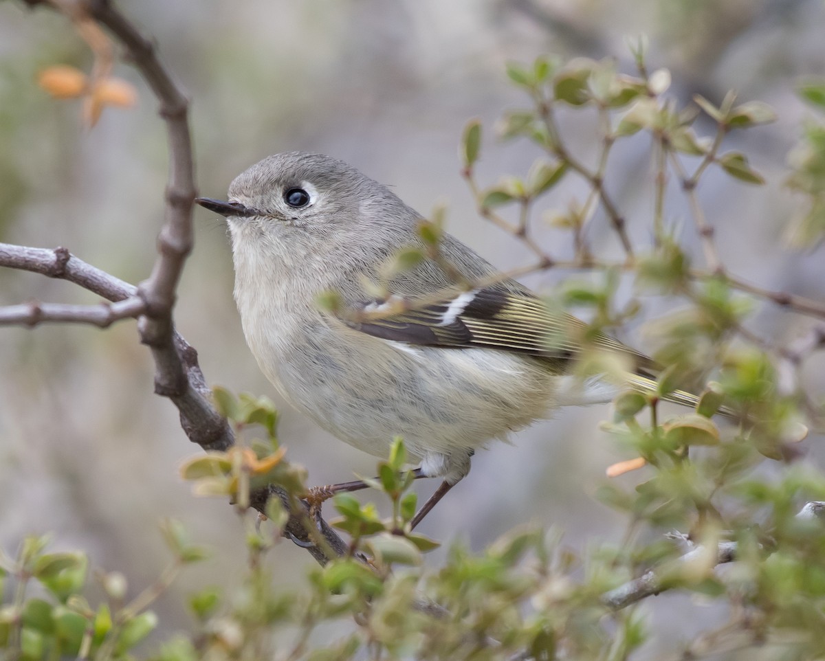 Ruby-crowned Kinglet - ML196271631