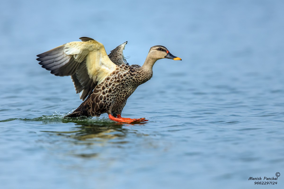 Indian Spot-billed Duck - Manish Panchal