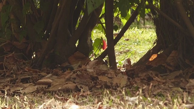 White-eared Ground-Sparrow - ML196273911