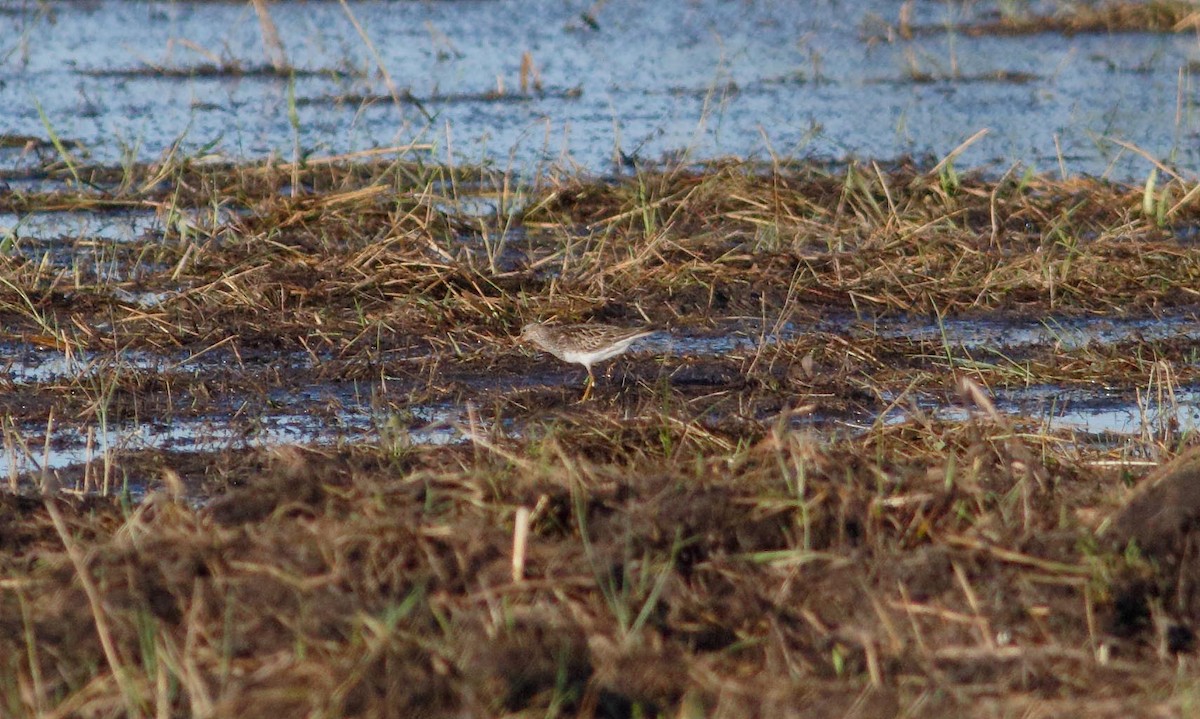 Pectoral Sandpiper - ML196273951