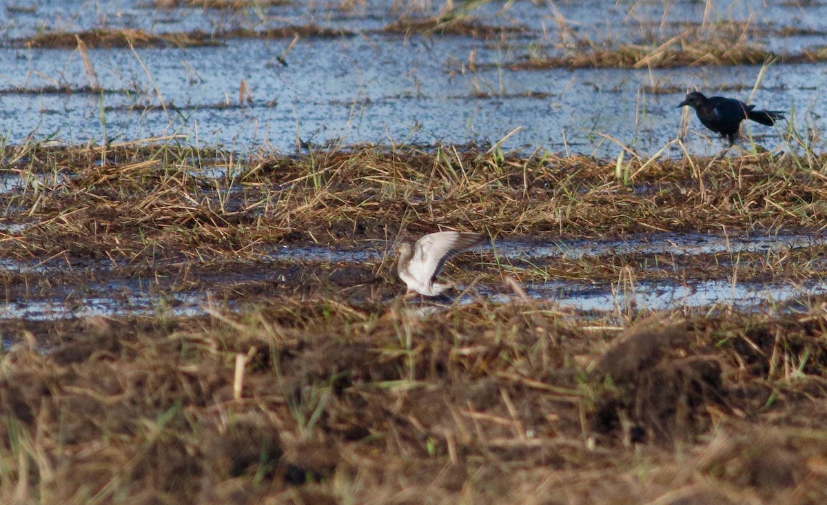 Pectoral Sandpiper - ML196273961