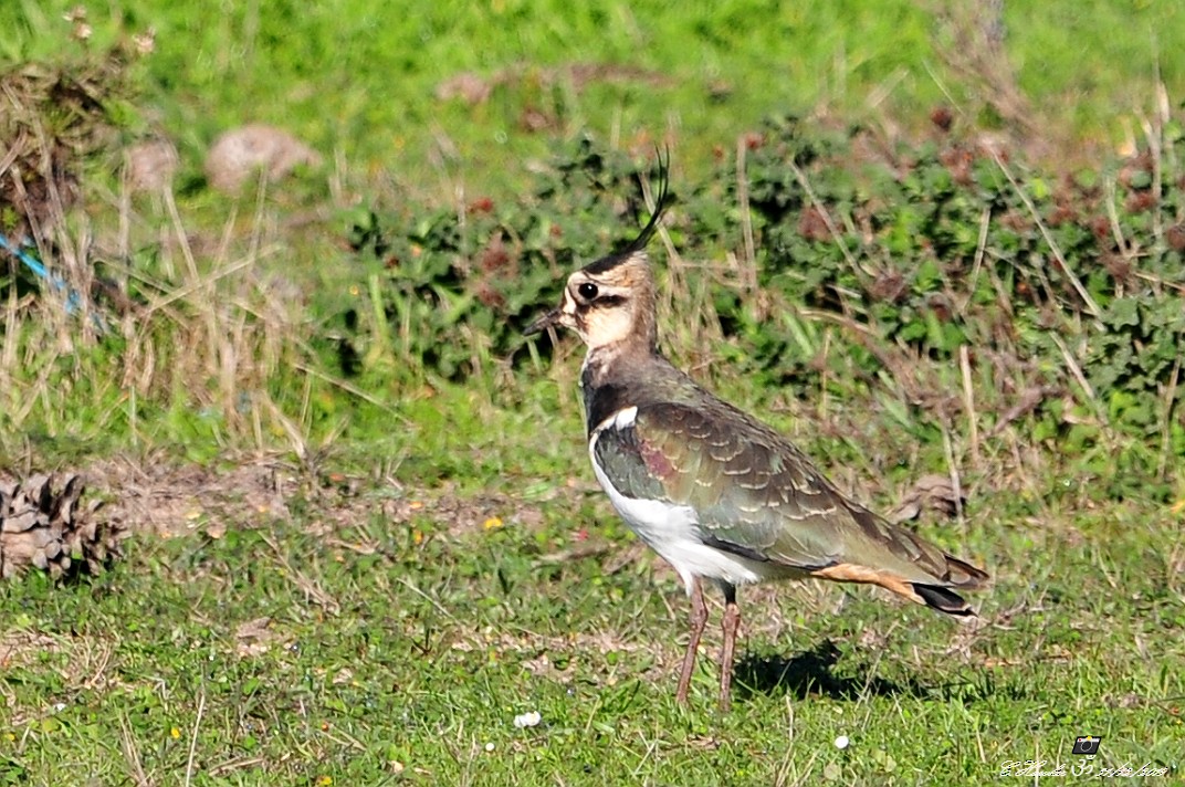 Northern Lapwing - ML196274371