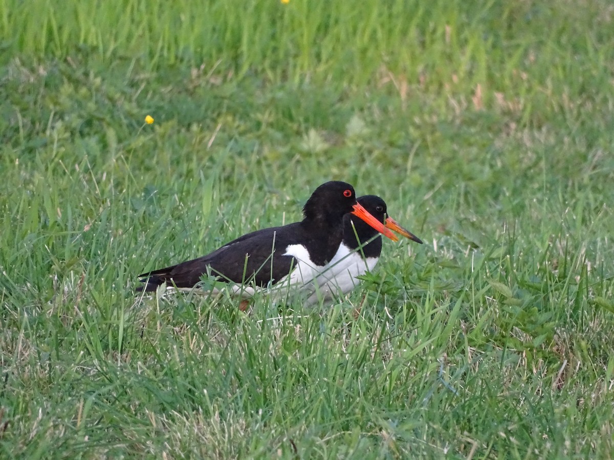 Eurasian Oystercatcher - ML196274741