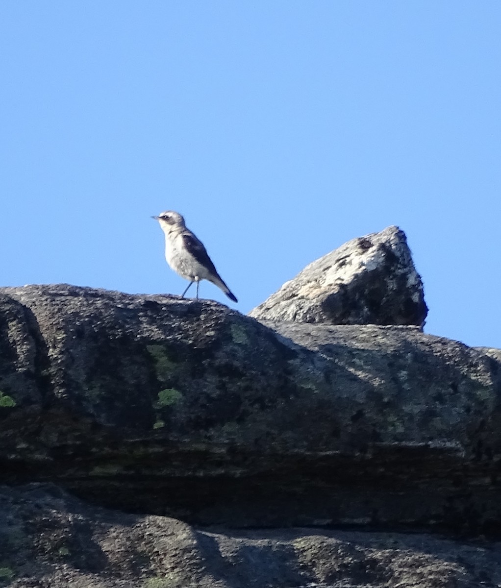 Northern Wheatear - ML196274831