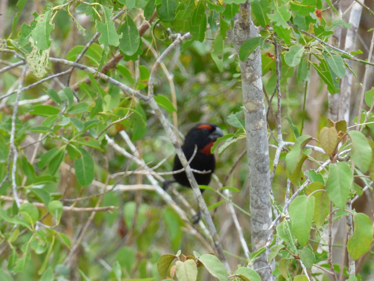 Greater Antillean Bullfinch - ML196275431