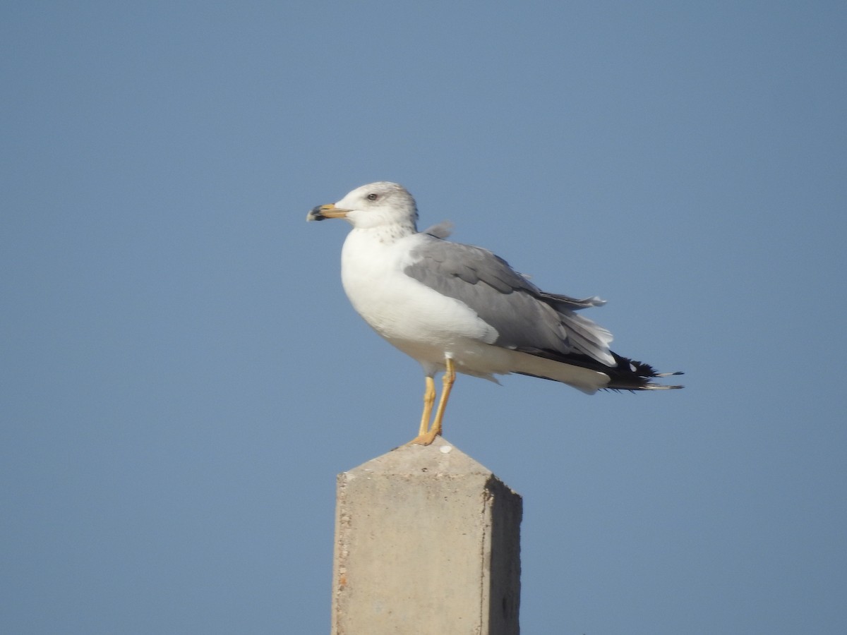 Armenian Gull - ML196276881