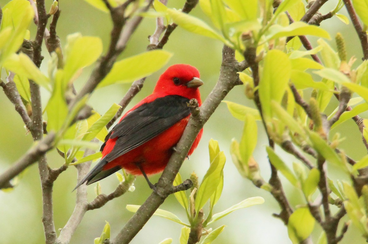 Scarlet Tanager - H. Resit Akçakaya