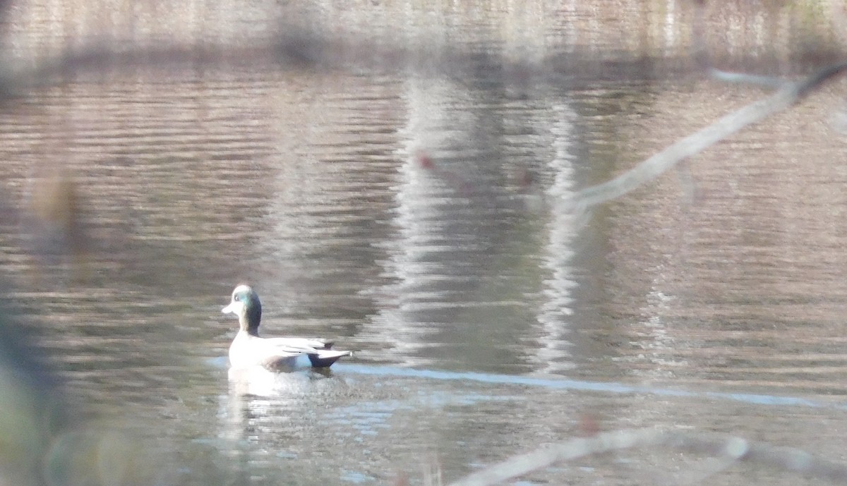 American Wigeon - LynnErla Beegle