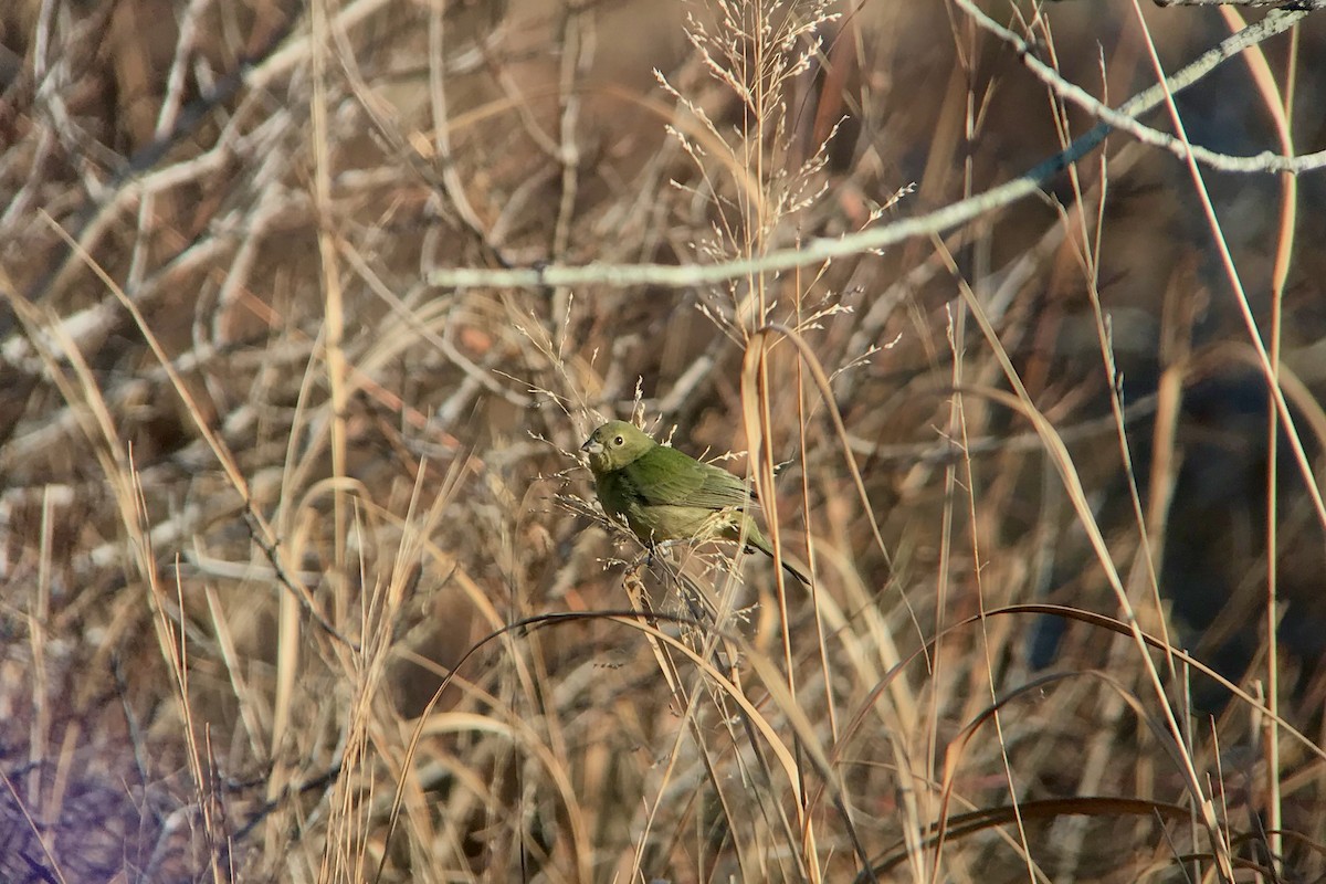 Painted Bunting - Shai Mitra