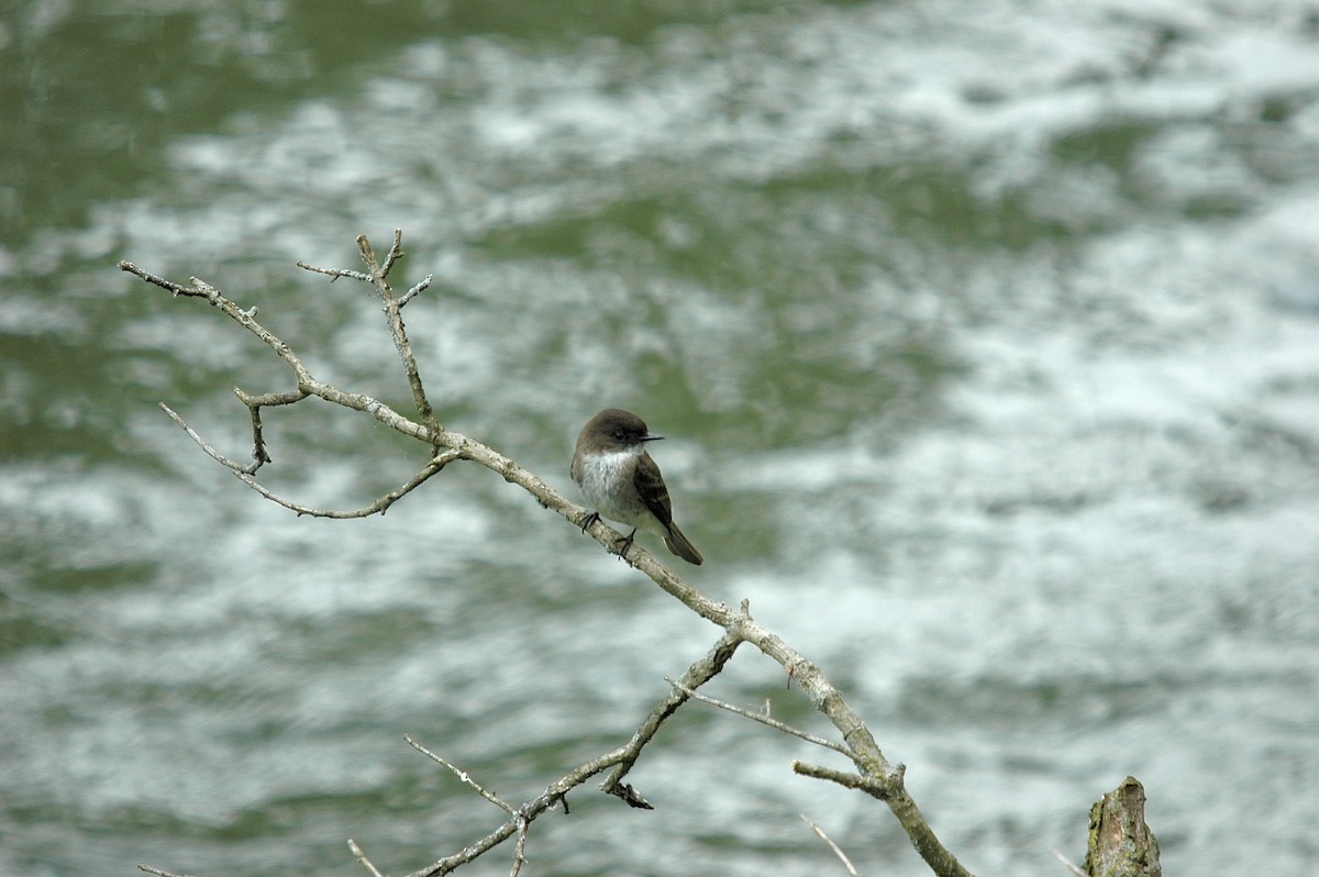 Eastern Phoebe - Steve Dowlan