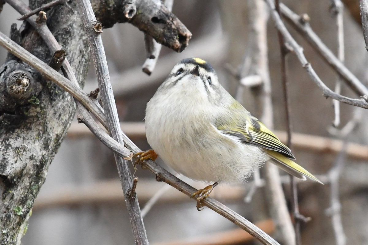 Golden-crowned Kinglet - ML196281081