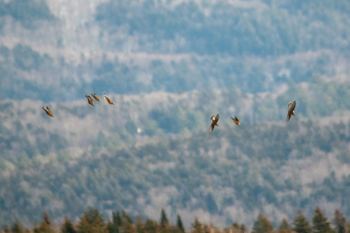 Cedar Waxwing - Richard Littauer