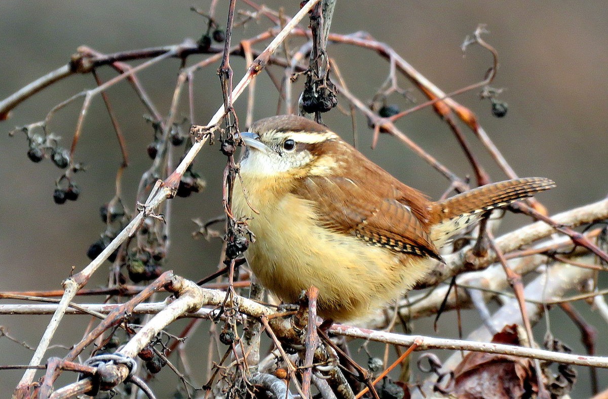 Carolina Wren - Michael Bowen